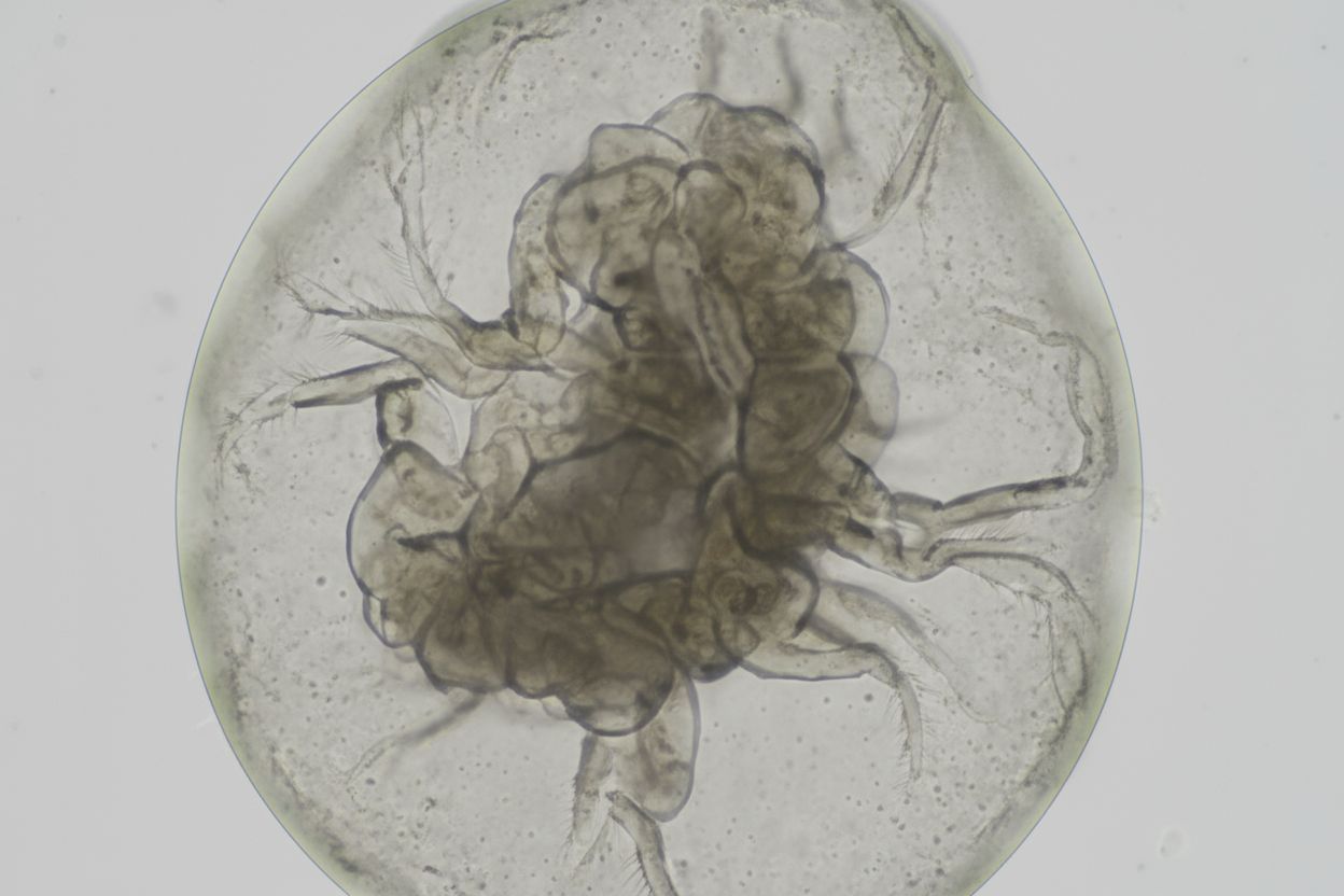 ORION | Advancing cancer treatment with personalized minitumors