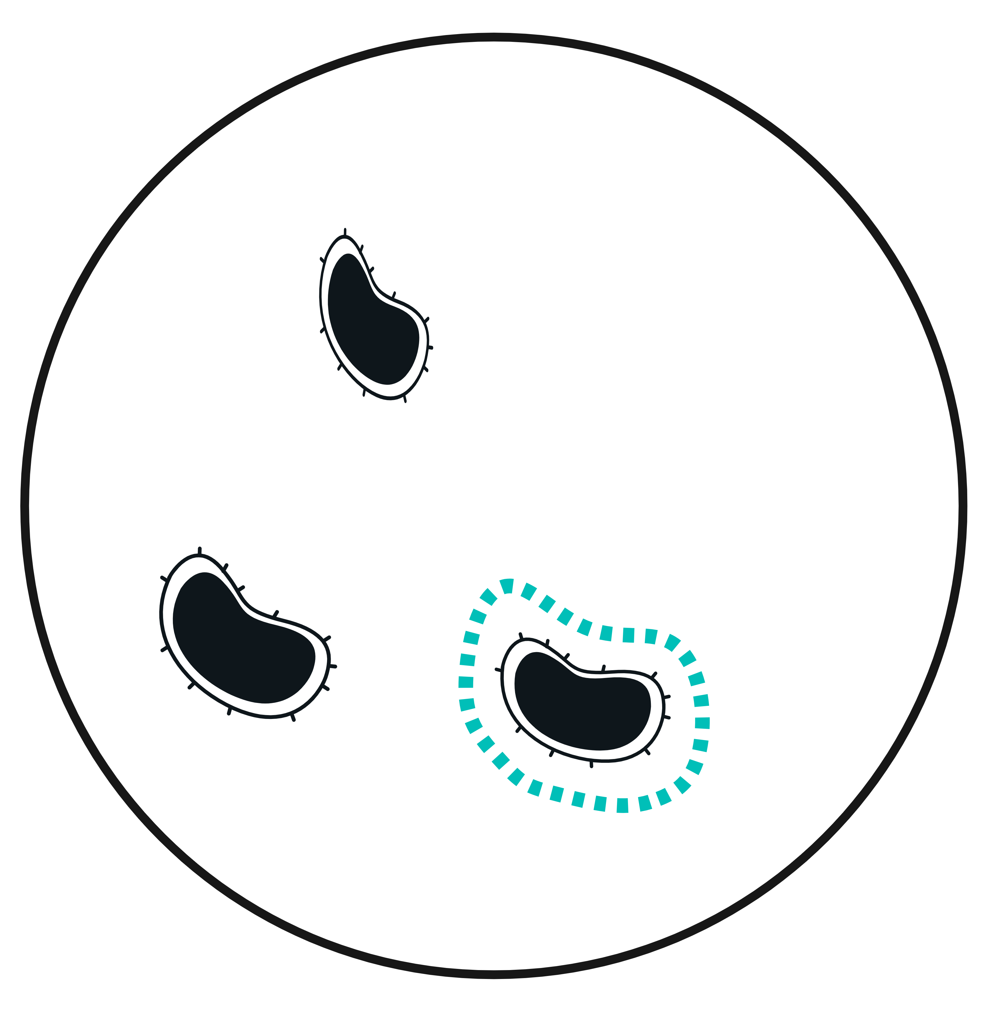 Organoid localization and AI-based selection